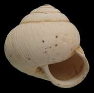 Image of Copse Snail