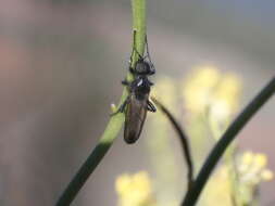 Image of Bibio elmoi Papp 1982