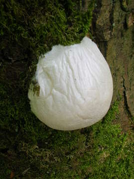 Image of Reticularia lycoperdon