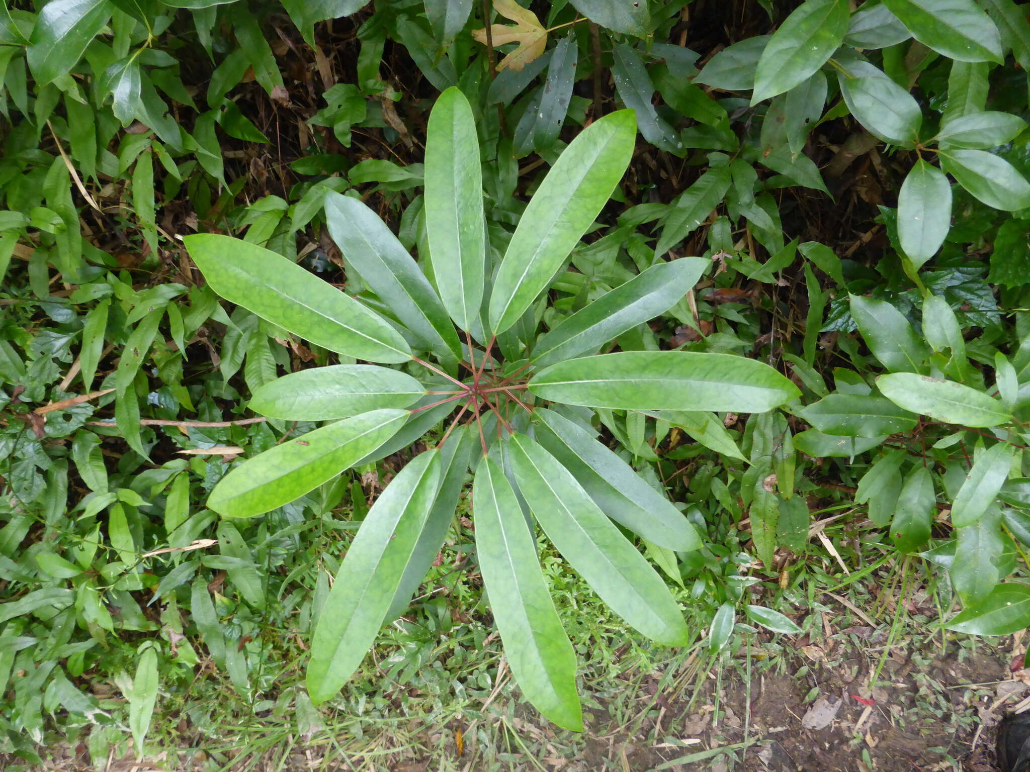 Daphniphyllum teijsmannii Zoll. ex Kurz resmi