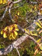 Acridocarpus excelsus A. Juss.的图像