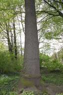 Image of American Ash