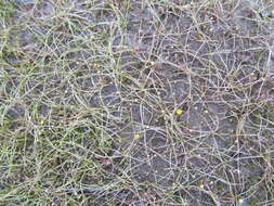 Image of Creeping Spearwort