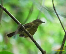 Image of Cachar Bulbul