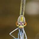 Imagem de Calopteryx amata Hagen 1889