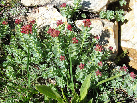 Image of ledge stonecrop