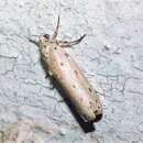 Image of Kou leaf worm
