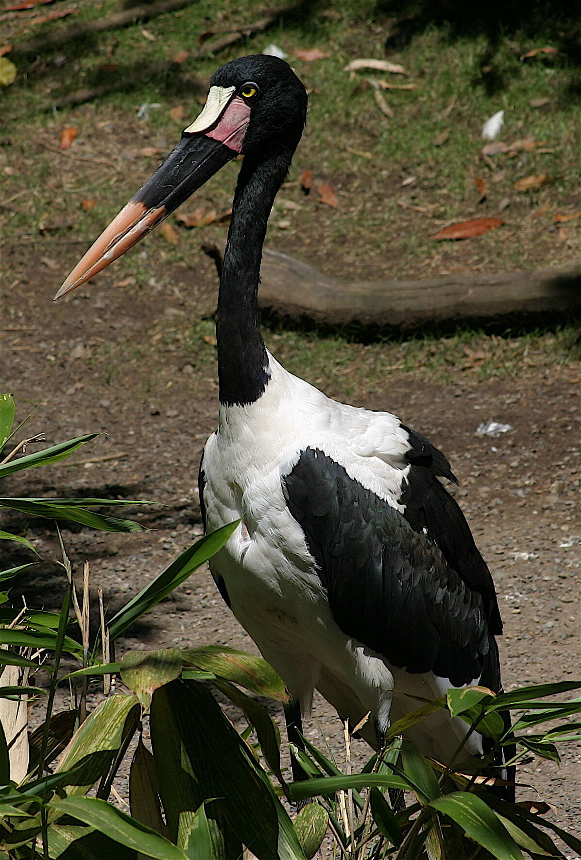 Image of Saddle-billed Stork