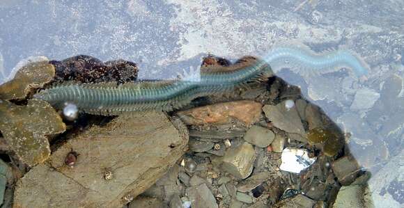 Image of Clam Worm