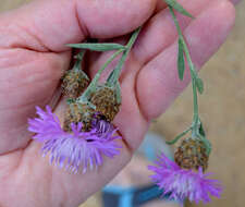 Image of Centaurea jacea subsp. jacea