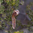 Image of Hairy-pod Wattle