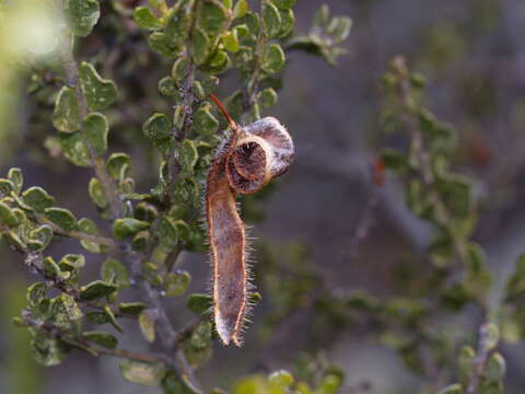 Image of Hairy-pod Wattle