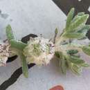 Image of bur-saltbush