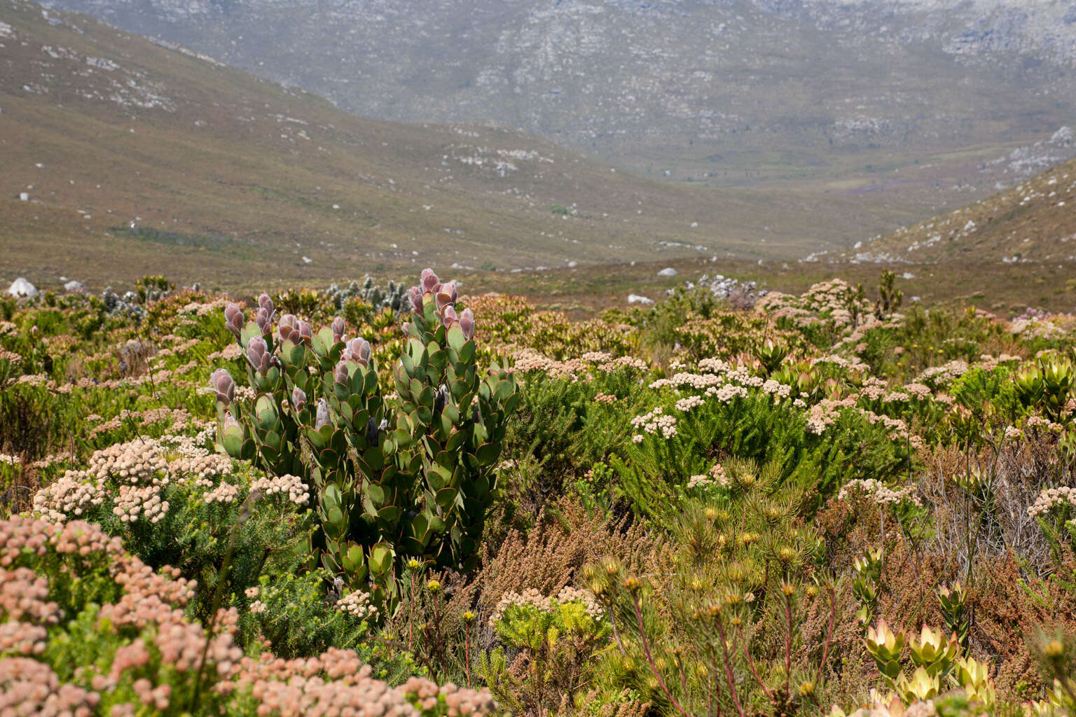 Image of Protea stokoei Phillips