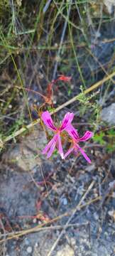 Image of Pelargonium grandiflorum (Andr.) Willd.