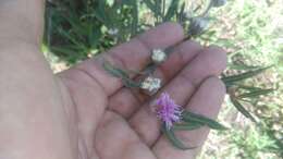 صورة Lessingianthus rubricaulis (Humb. & Bonpl.) H. Rob.