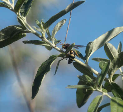 Image of Sphecius antennatus (Klug 1845)