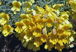 Image of Tropaeolum polyphyllum Cav.