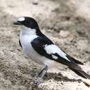 Image of Atlas Pied Flycatcher