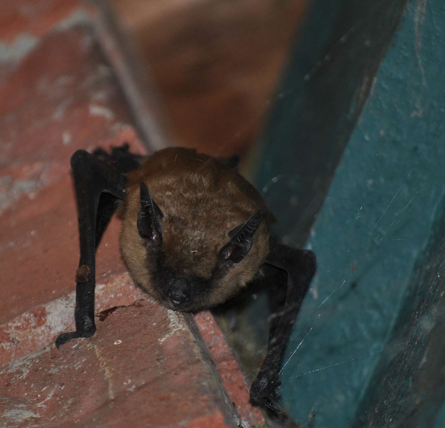 Image of California Myotis