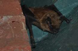 Image of California Myotis