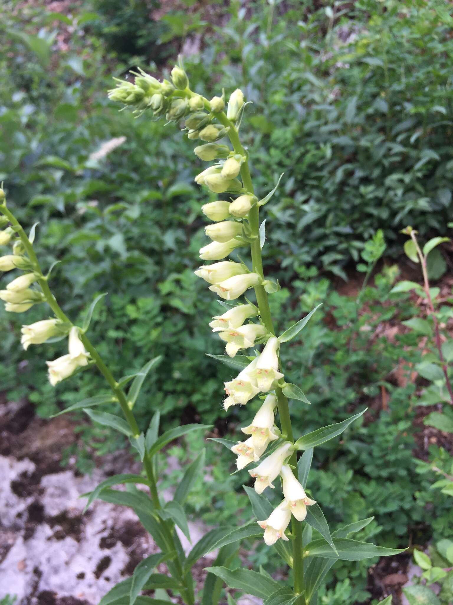 Imagem de Digitalis lutea L.