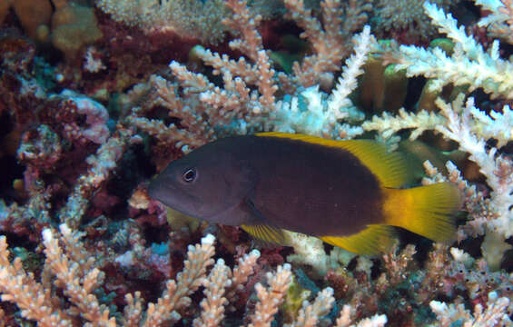 Image of Blue-spotted grouper