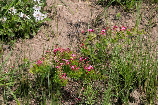 Imagem de Indigofera rubroglandulosa Germish.