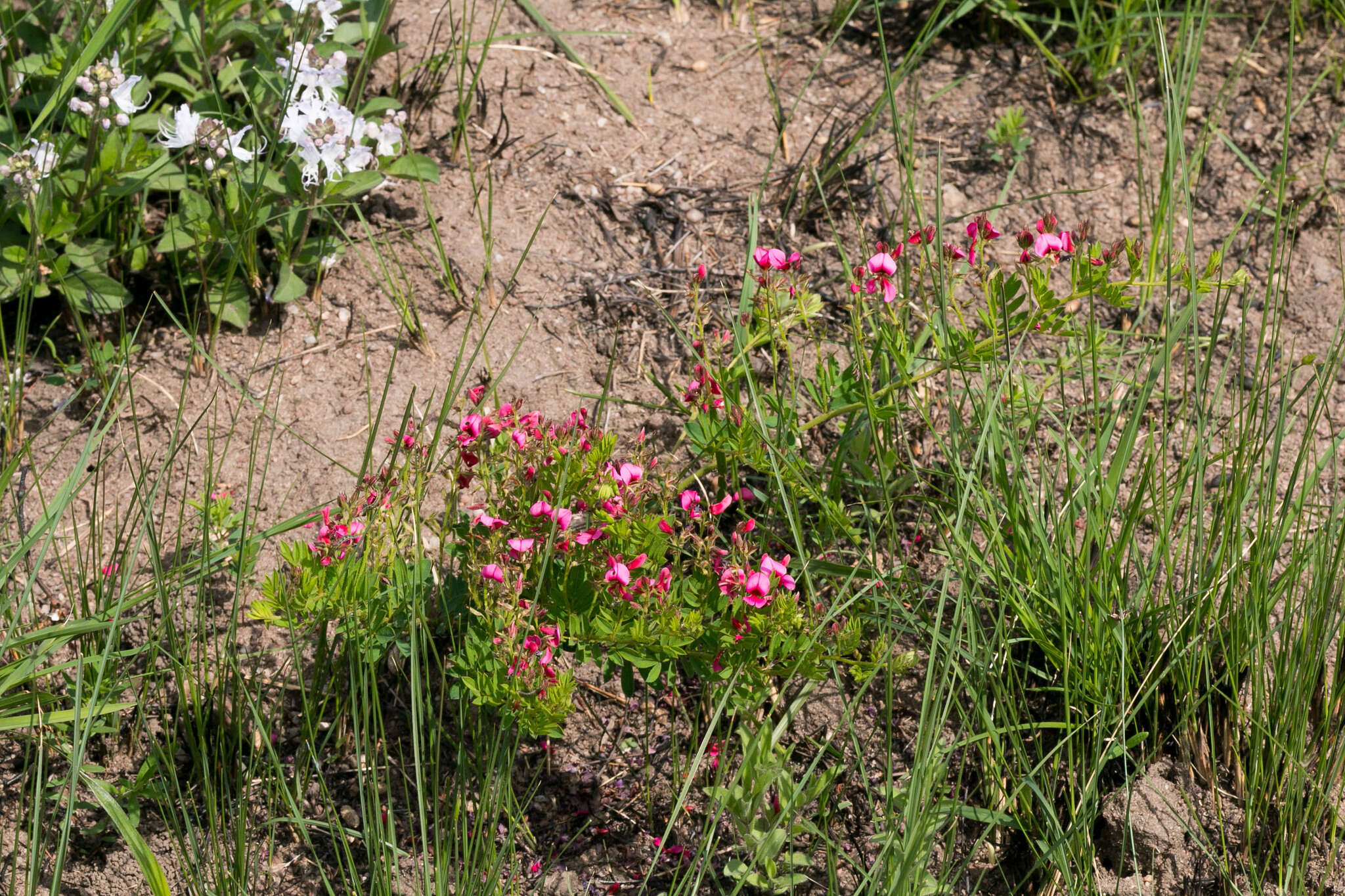 Image of Indigofera rubroglandulosa Germish.