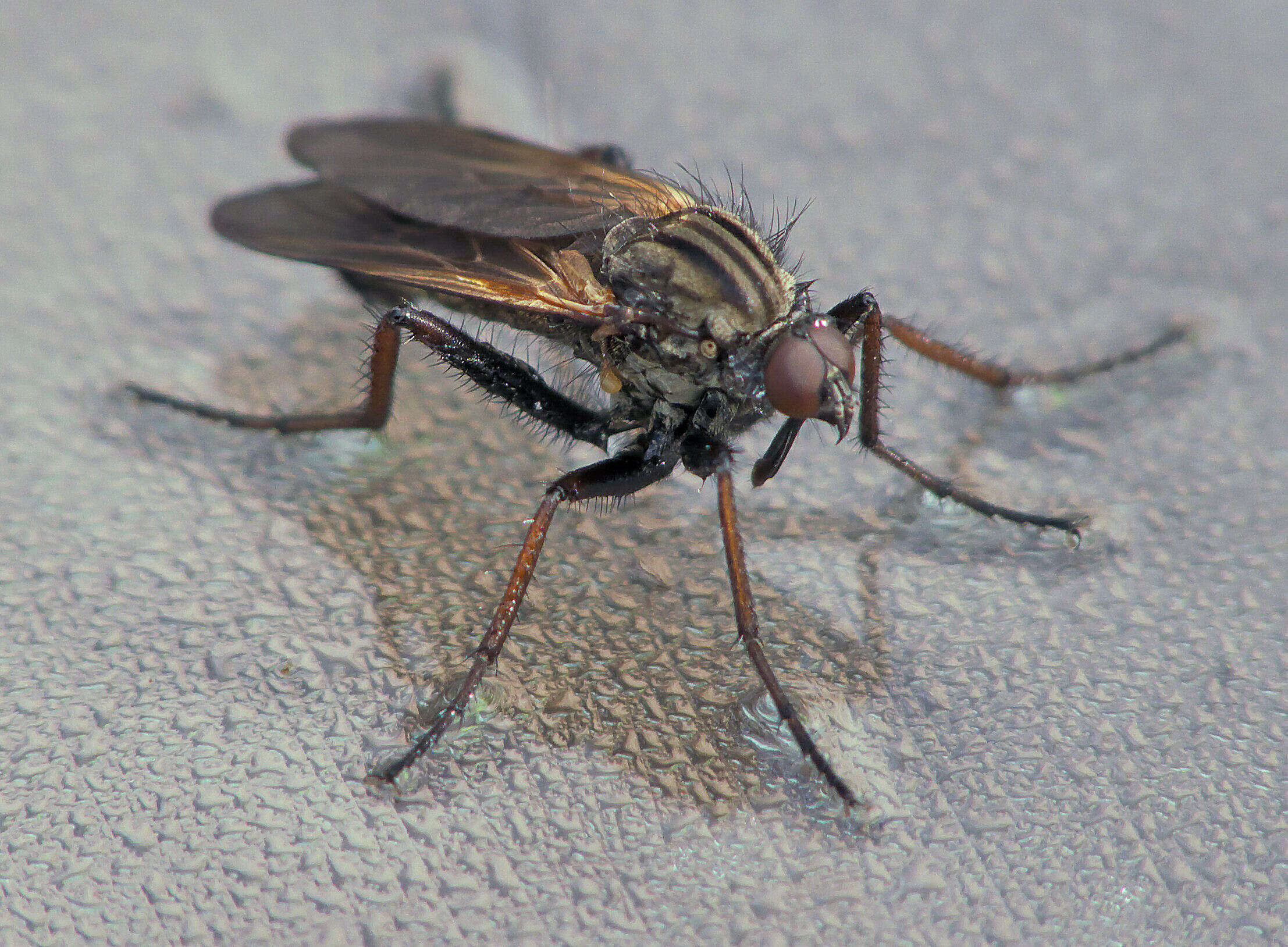 Image of Empis tessellata Fabricius 1794