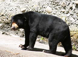 Image of bears