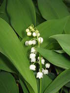 Image of convallaria