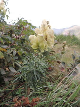 Aconitum anthora L.的圖片