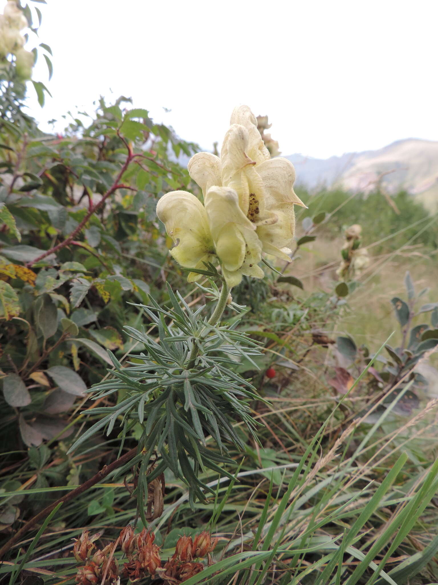 Imagem de Aconitum anthora L.