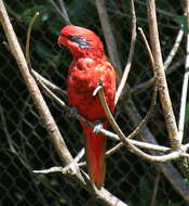 Image of Blue-streaked Lory