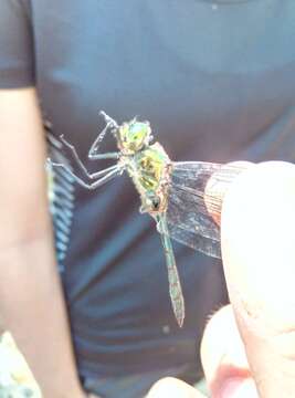 Image of Balkan Emerald