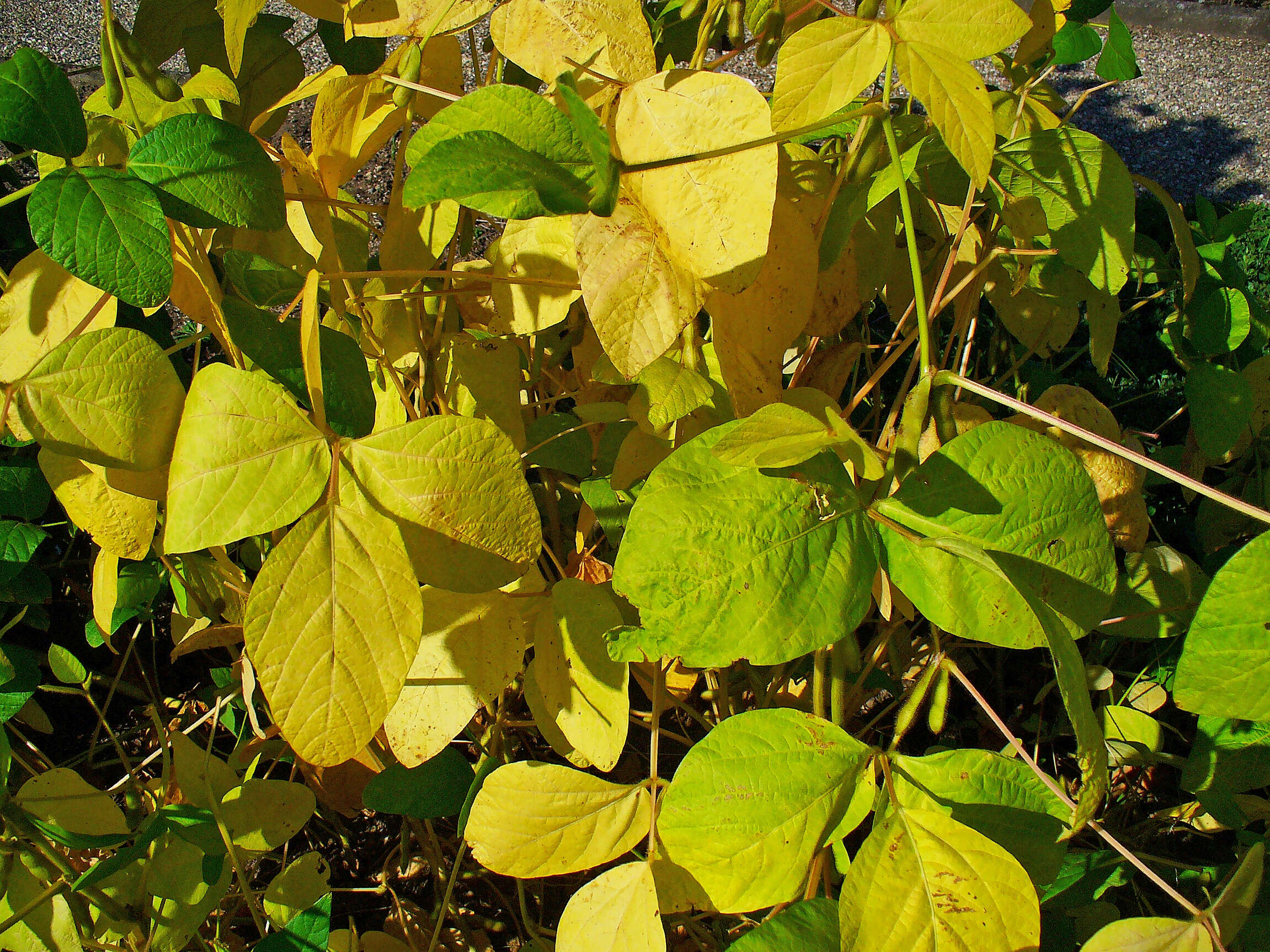 Image of soybean