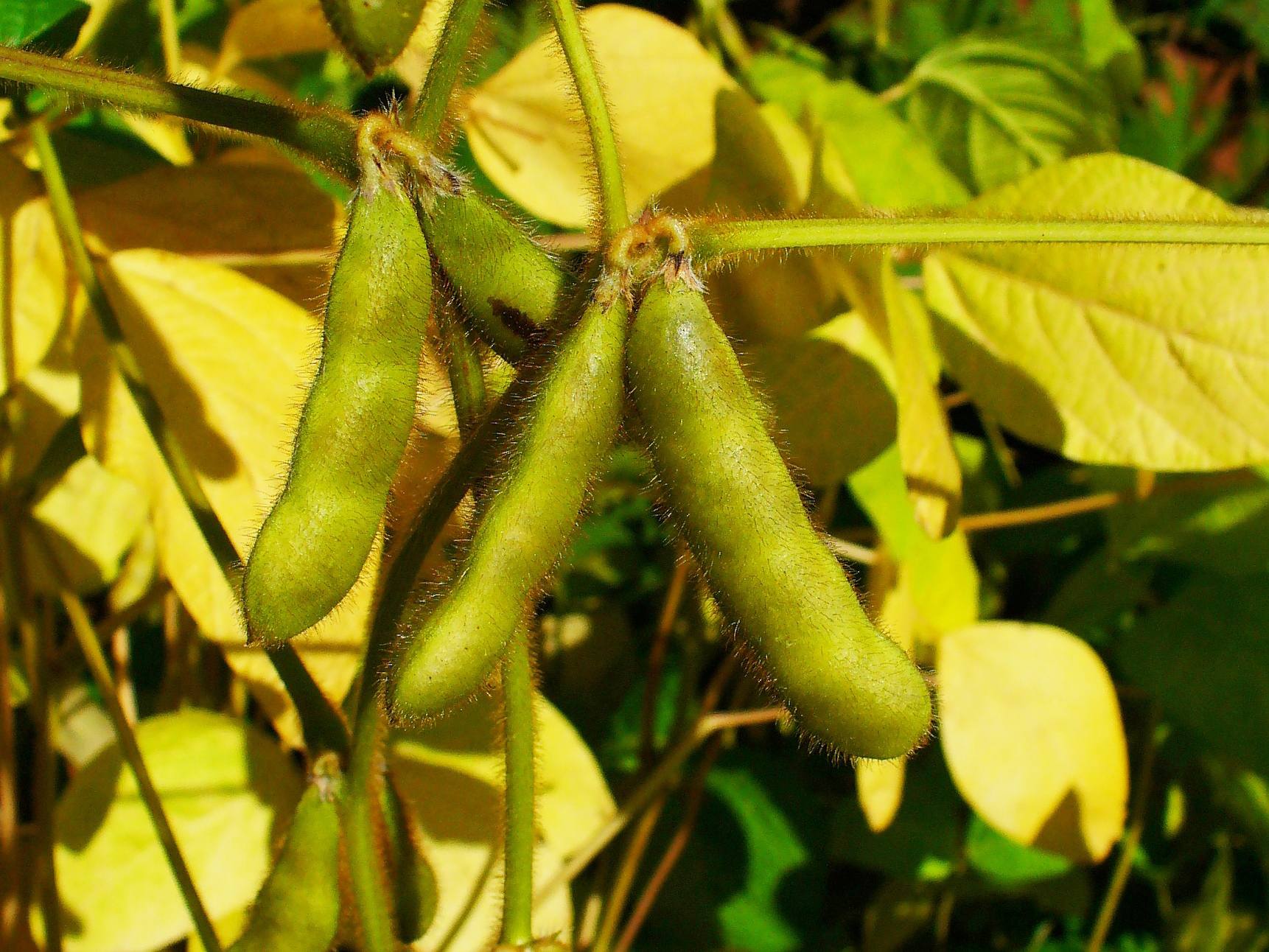 soybean-encyclopedia-of-life