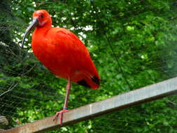 Image of Scarlet Ibis