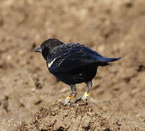 Image of Tricolored Blackbird