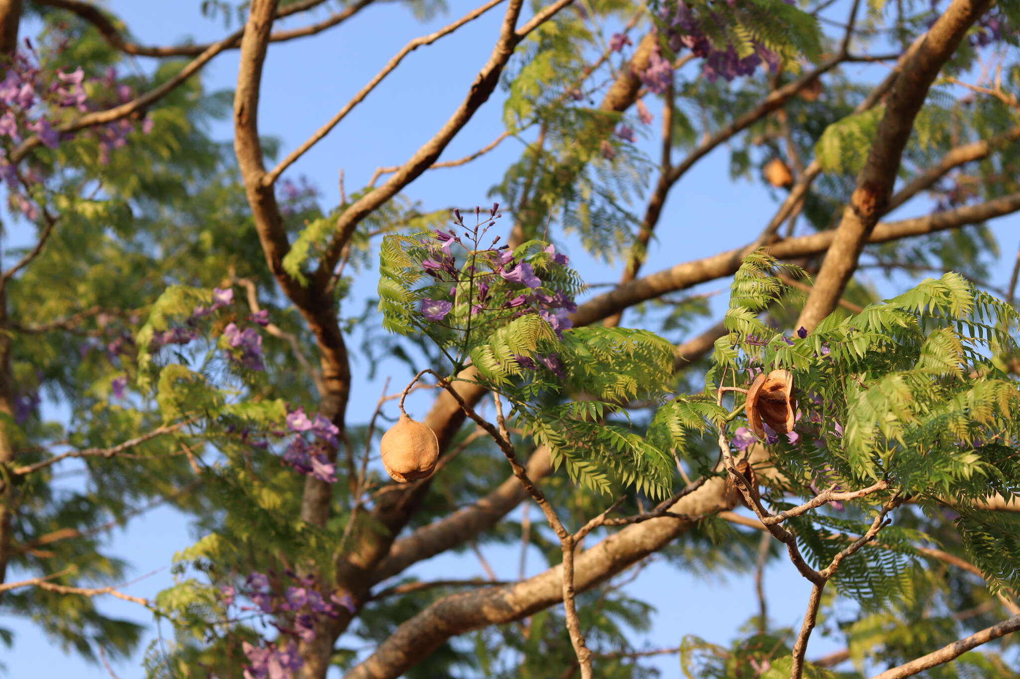 Image of Jacaranda cuspidifolia Mart.