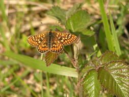 Plancia ëd Euphydryas aurinia