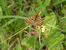 Image of Euphydryas aurinia