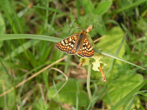 Image of Euphydryas aurinia