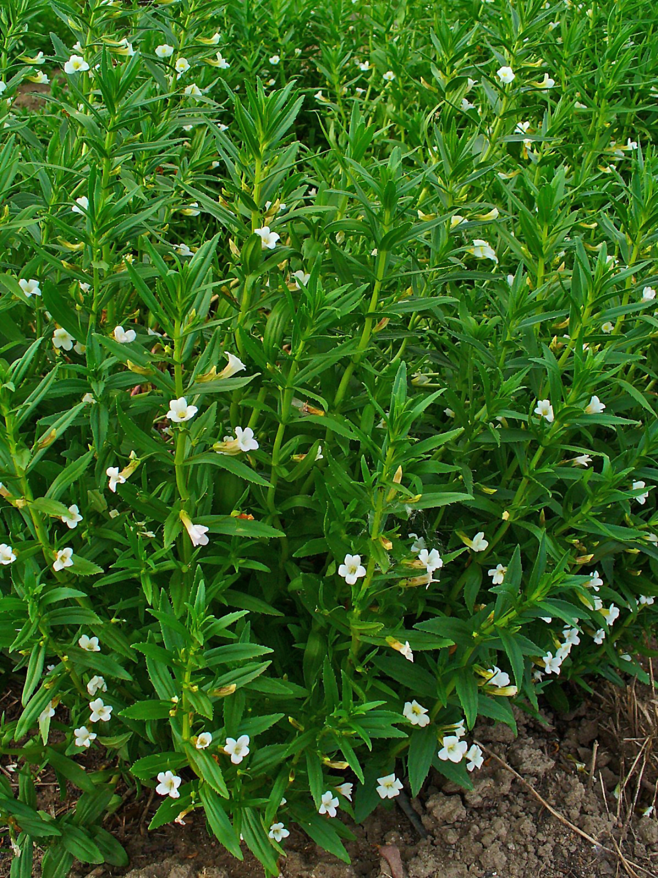 Gratiola officinalis (rights holder: H. Zell)