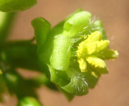 Image of Barbados nut