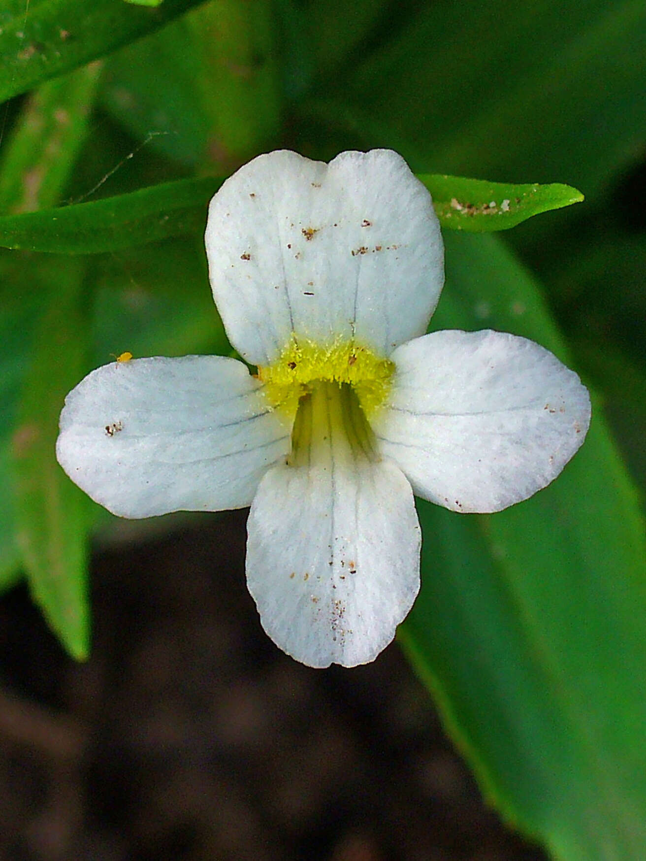 Image de Gratiole Officinale