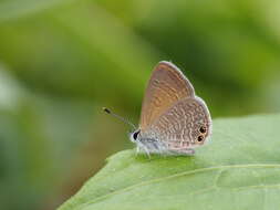 Image de Nacaduba biocellata (Felder & Felder 1865)