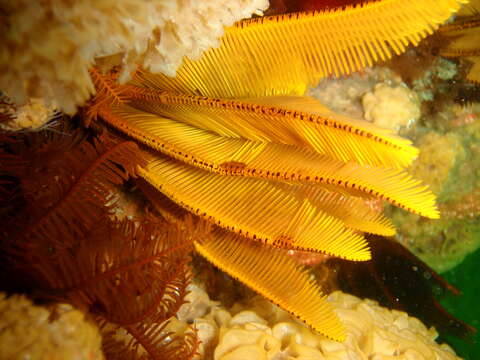 Image of elegant feather star