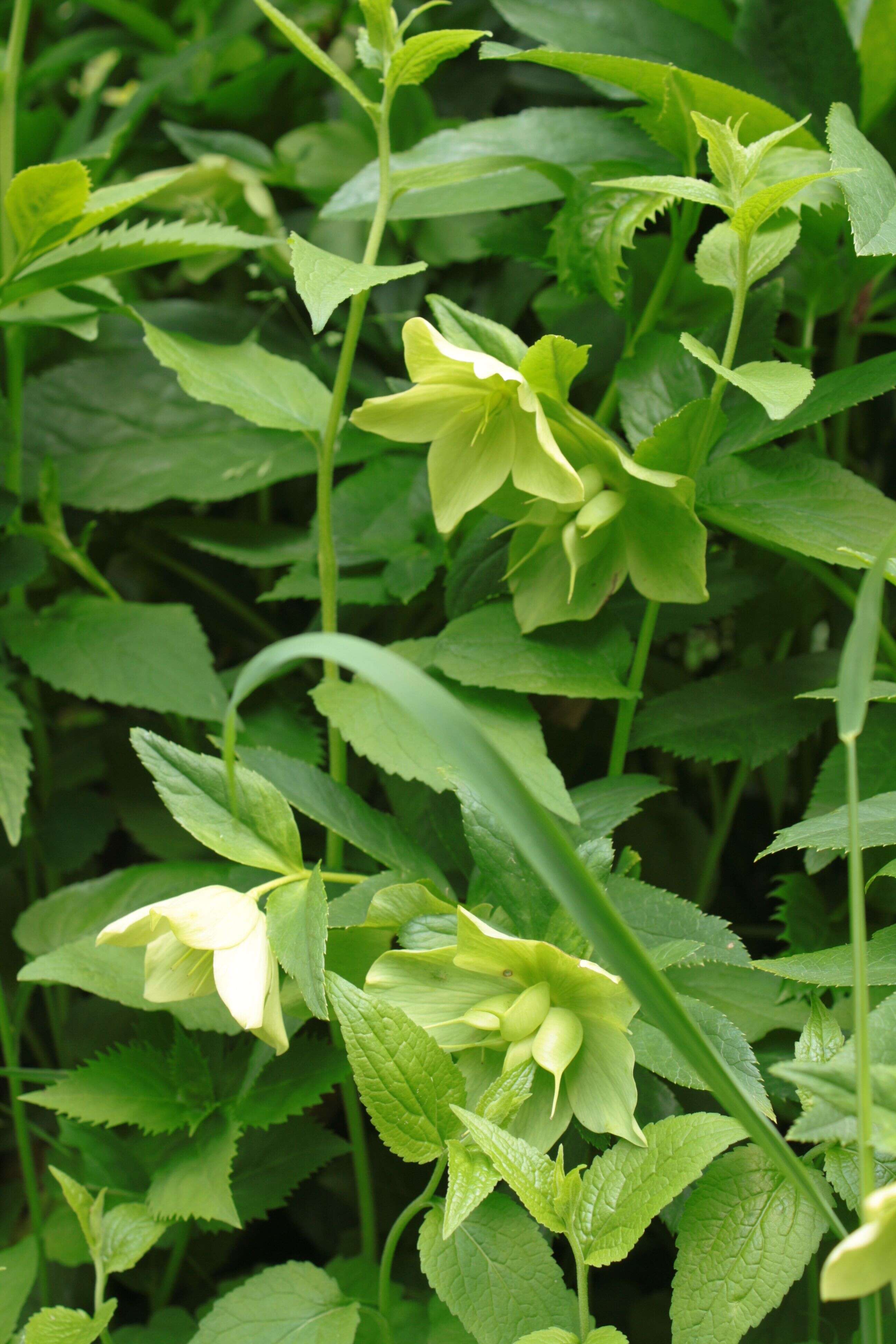 Image of black hellebore